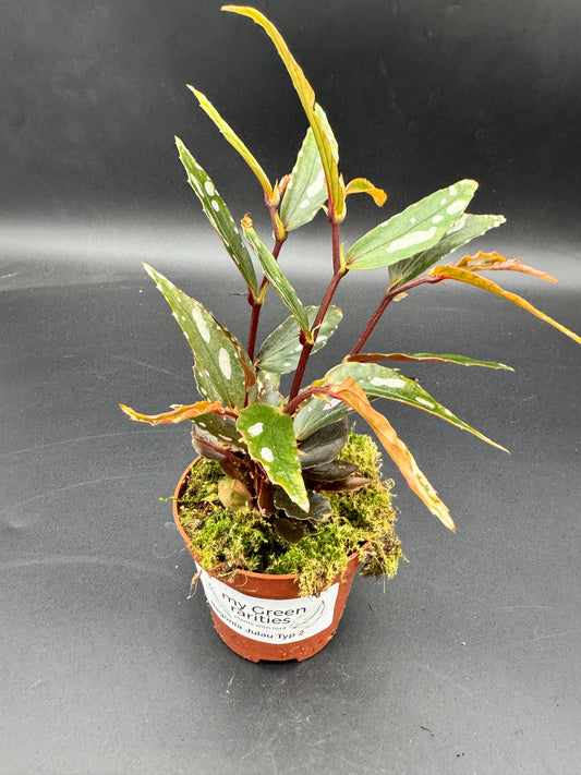 Begonia Julau Typ 2