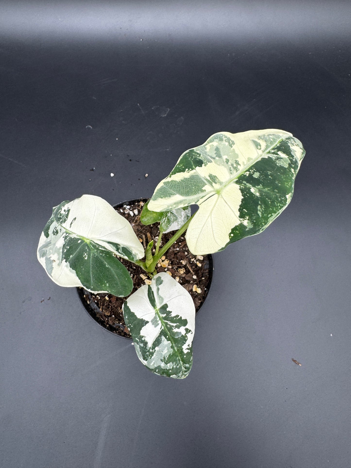 Alocasia Frydek variegata