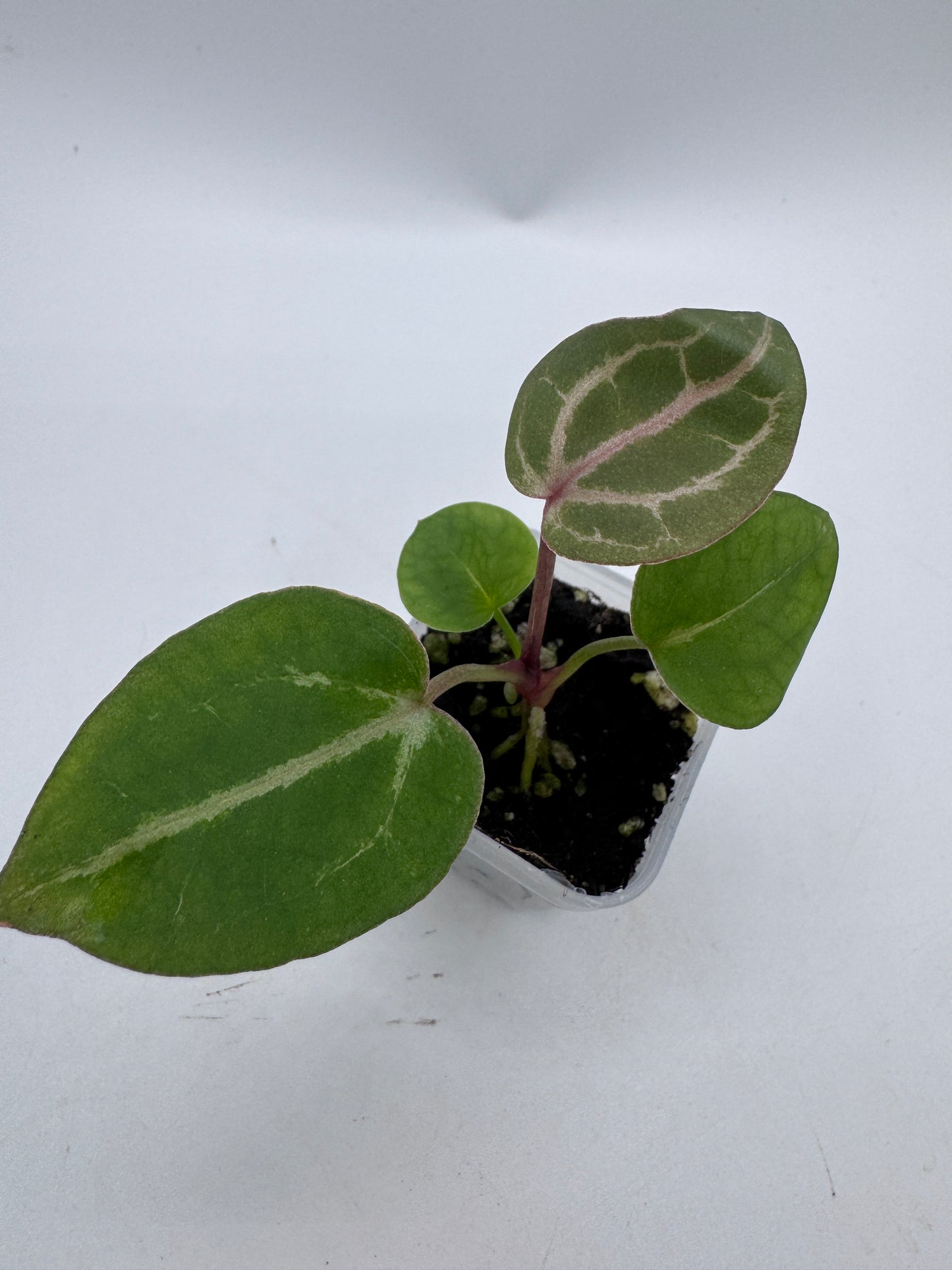 Anthurium Michelle x Michelle