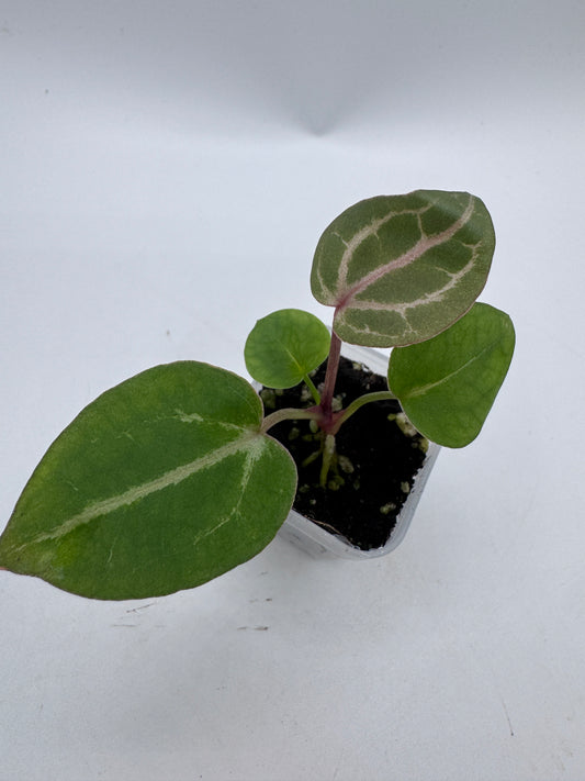 Anthurium Michelle x Michelle