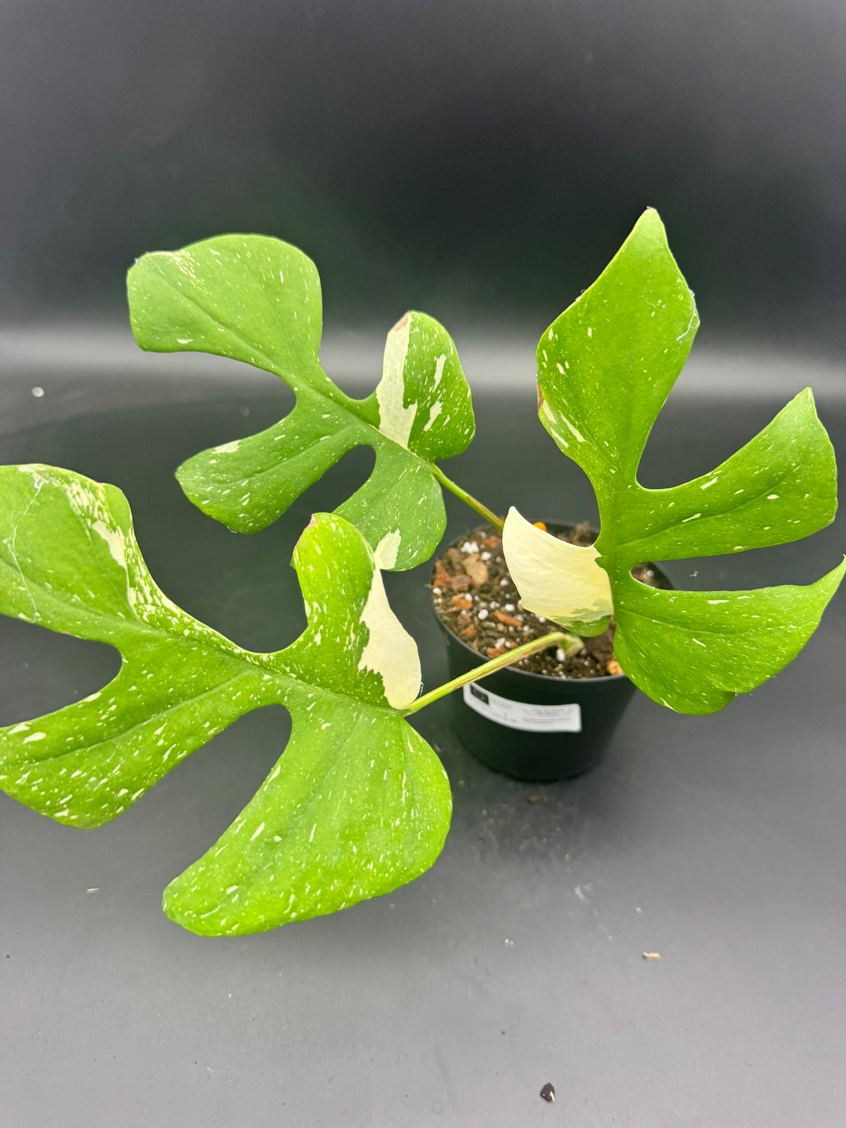 Rhaphidophora tetrasperma Thai constellation (Monstera Minima Thai constellation)