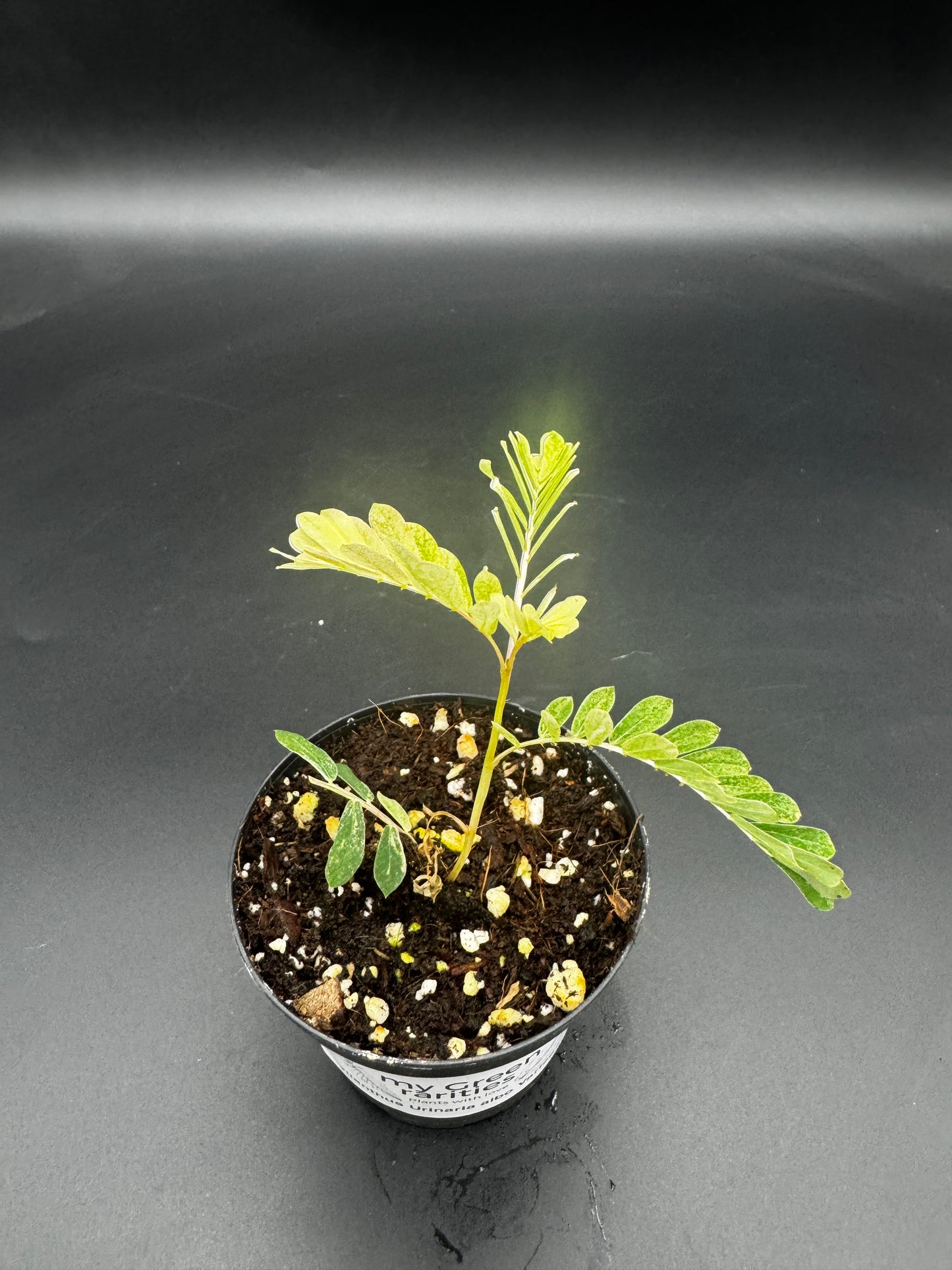 Phyllanthus Urinaria albo Variegata