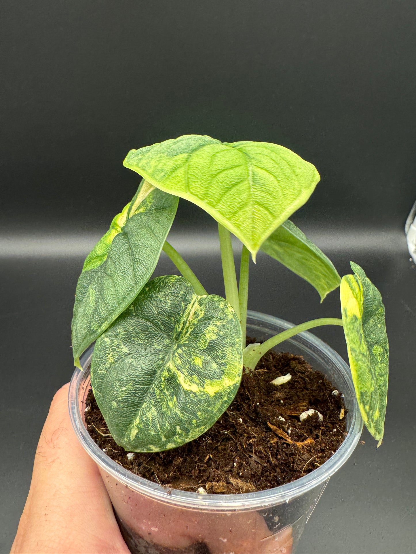 Alocasia melo aurea variegata mit mind. 1-2 Rhizomen