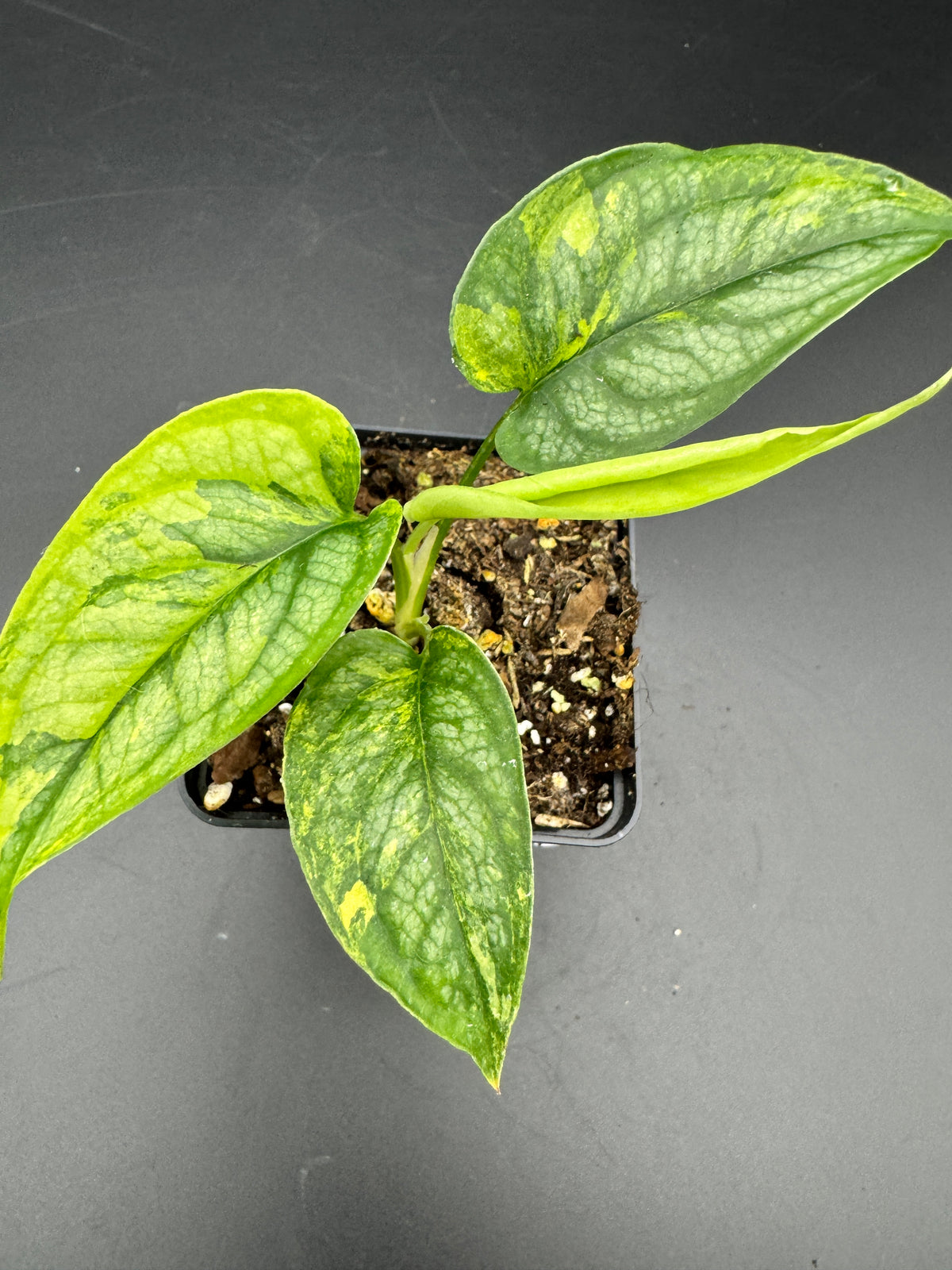 Monstera Siltepecana Aurea