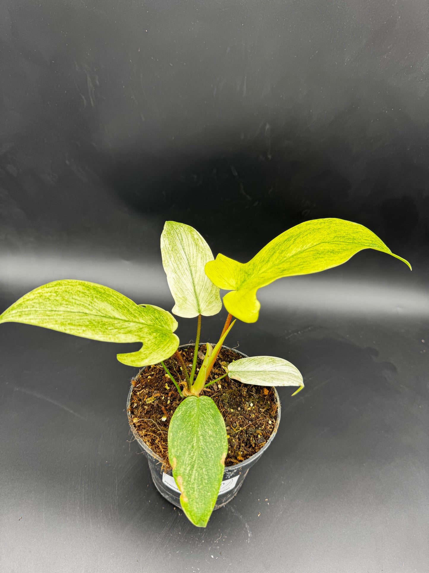 Philodendron Florida Ghost