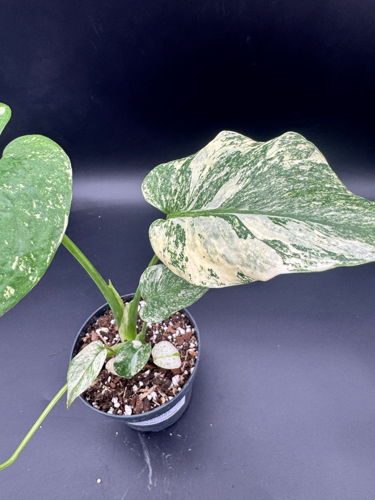 Monstera Mint variegata