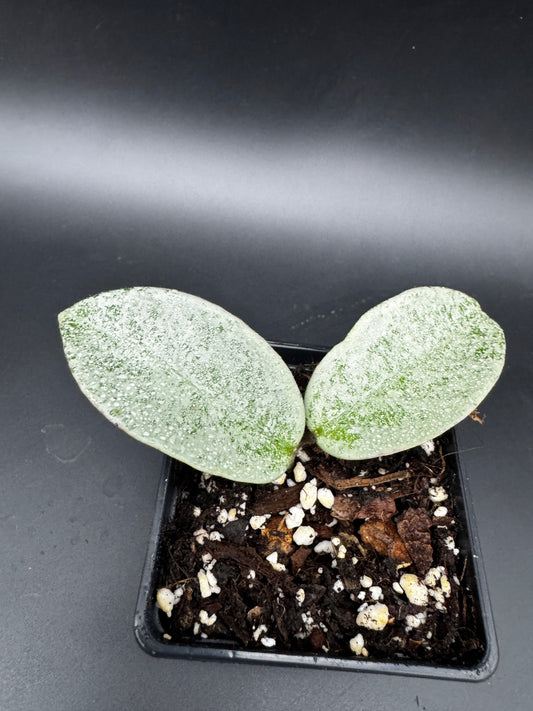 Hoya carnosa Nova Ghost