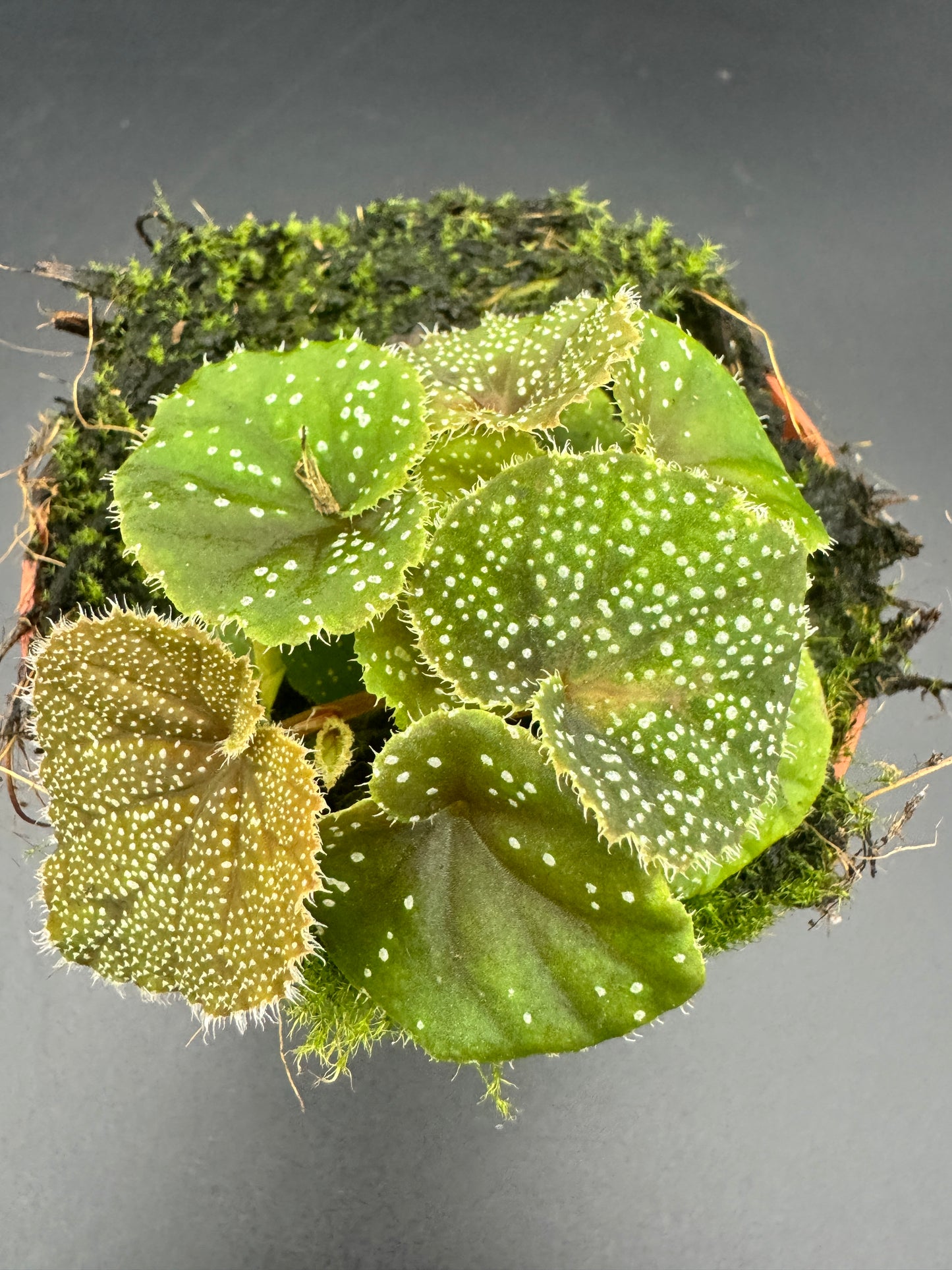 Begonia Curtisii Galaxy