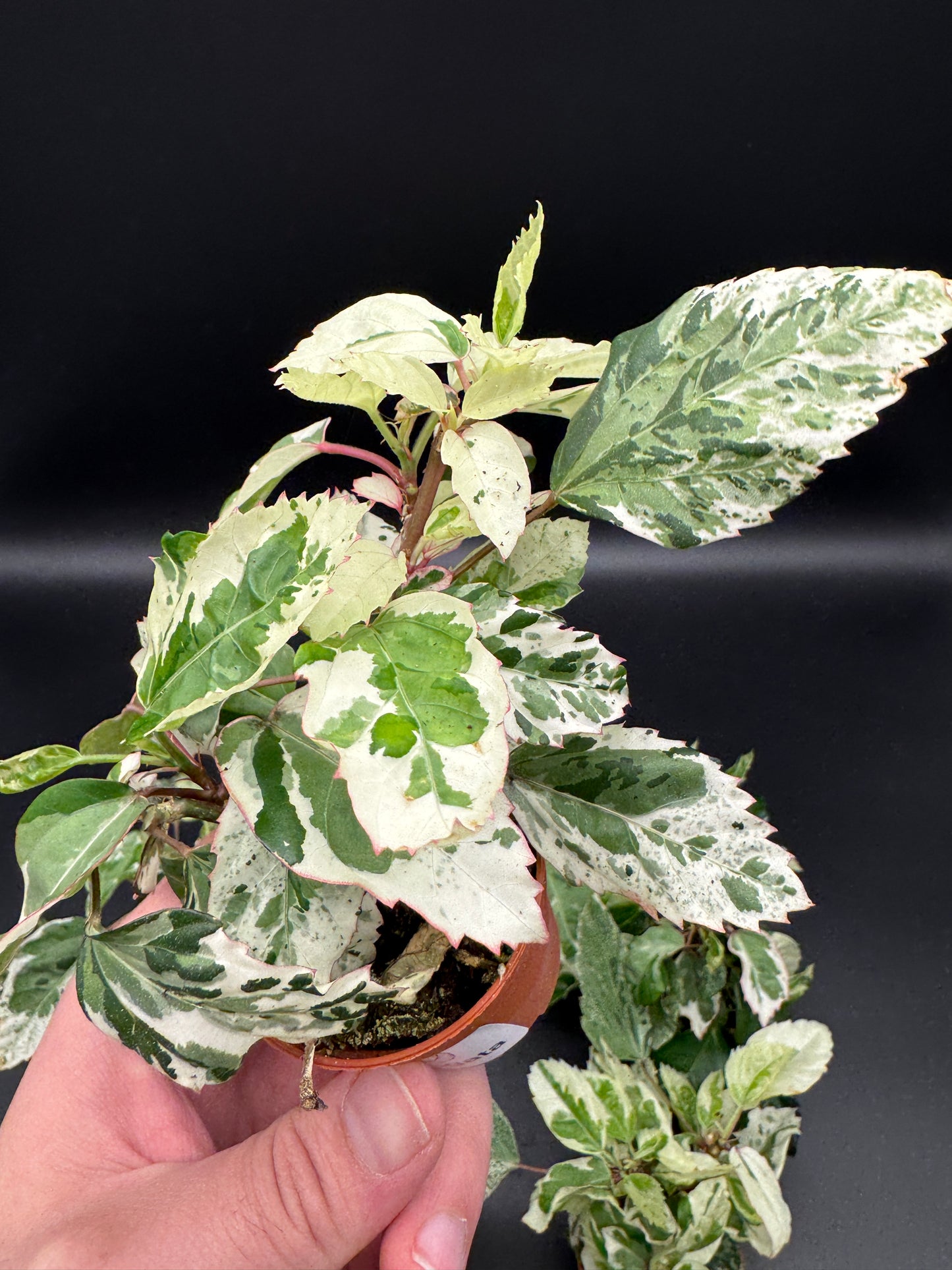 Hibiskus variegata