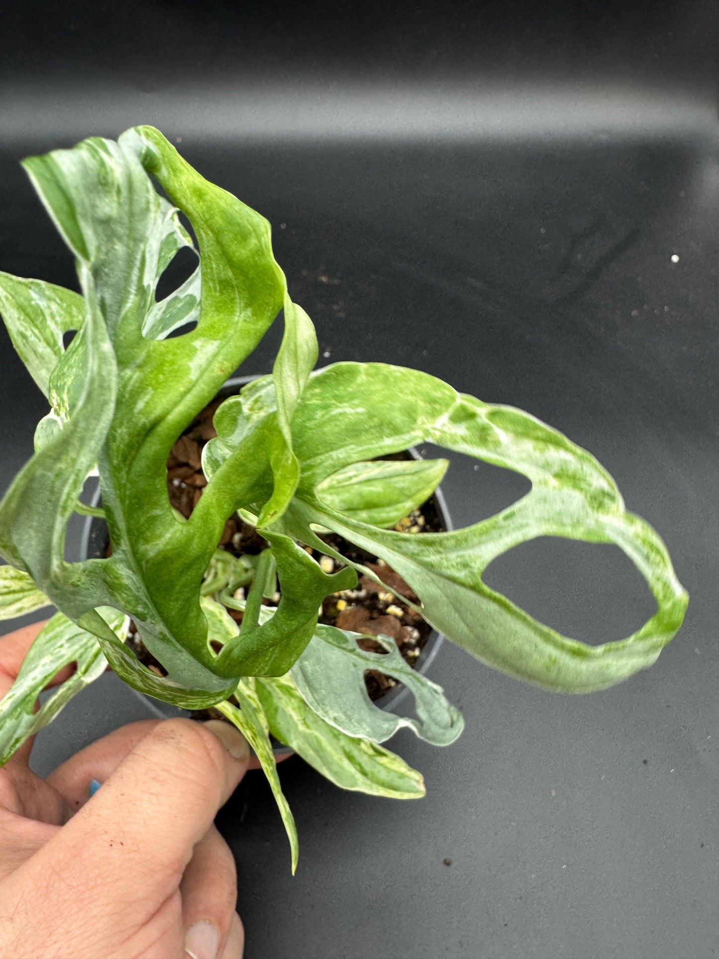 Monstera Adansonii Indonesien marble