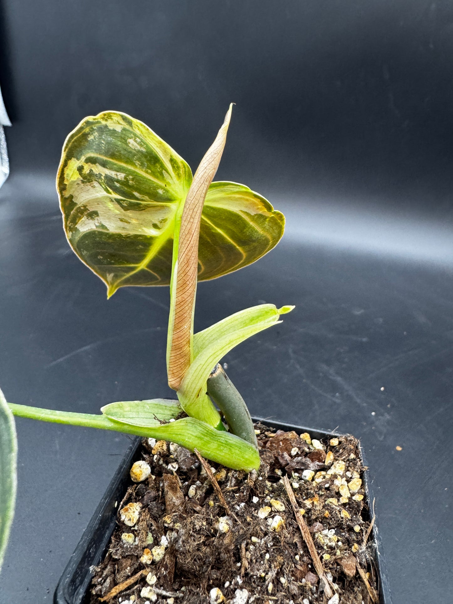 Philodendron melanochrysum variegata