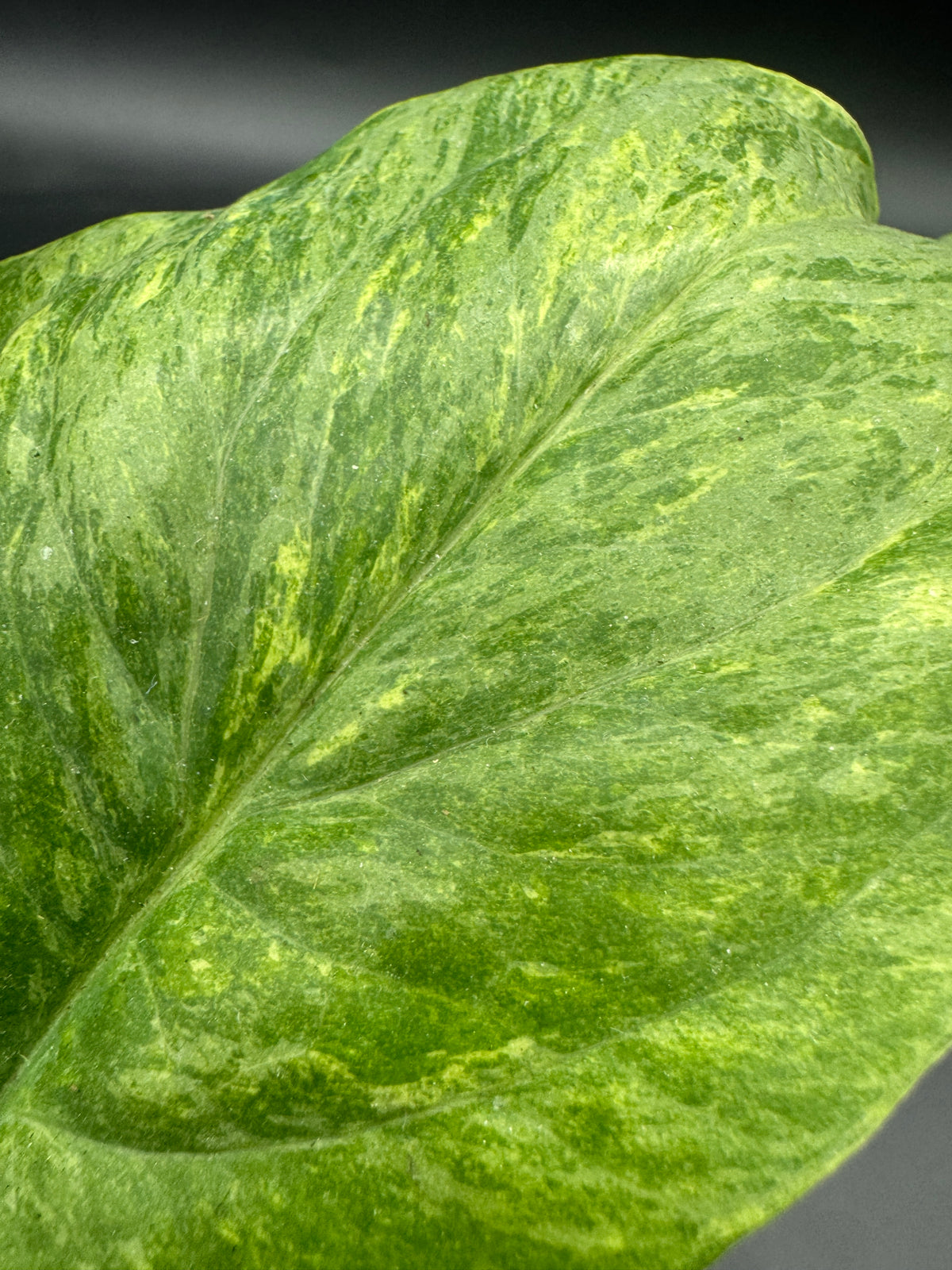 Amydrium Medium mint Variegata