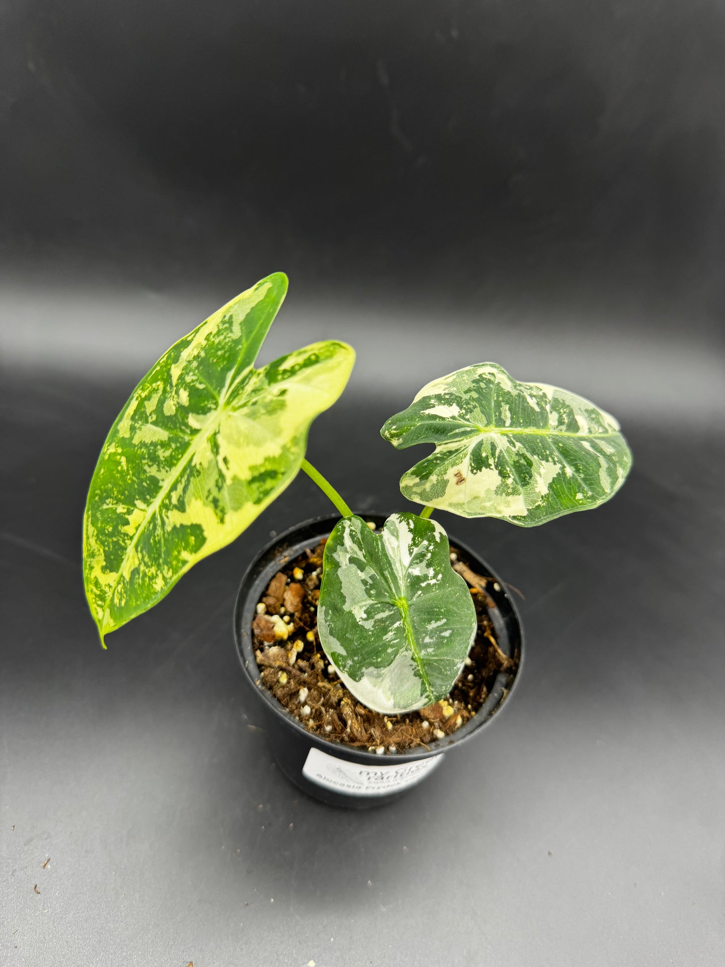 Alocasia Frydek variegata