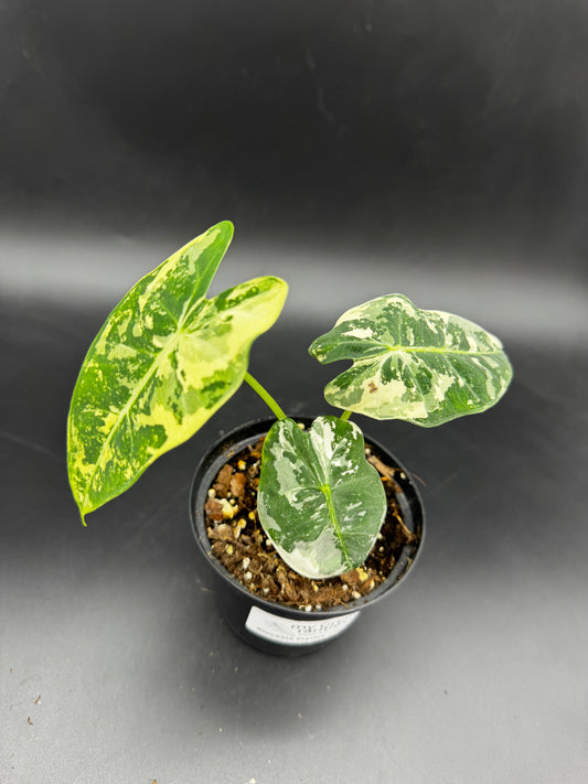 Alocasia Frydek variegata
