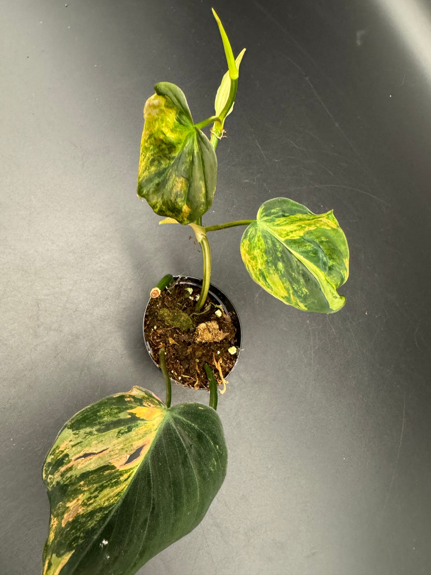 Philodendron micans variegata