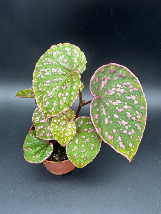Begonia Muara Wahau
