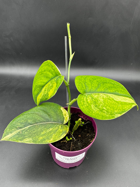 Scindapsus Jade Satin Aurea variegata