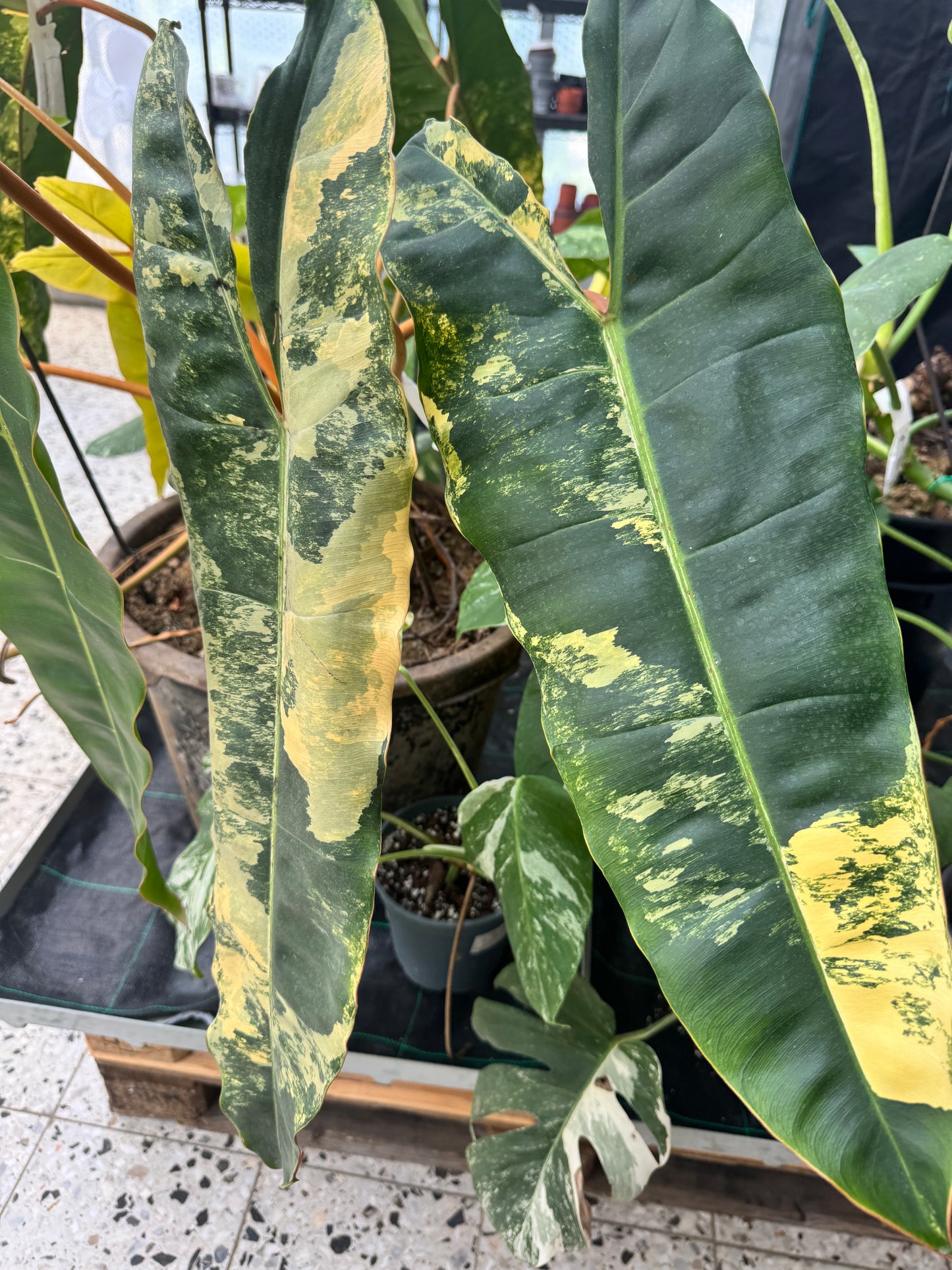 Philodendron Billietiae Variegata kein tc!!!
