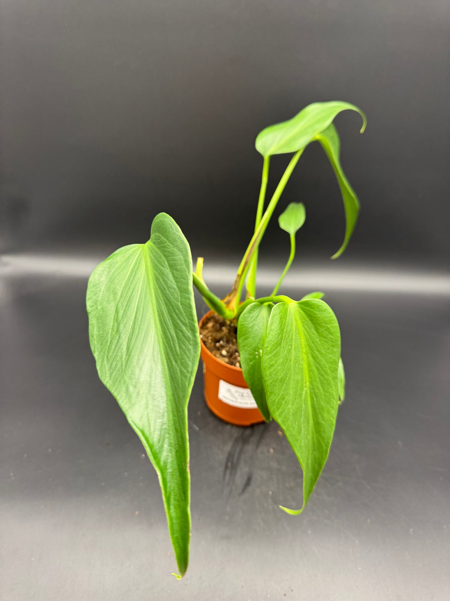 Monstera burle marx Flame