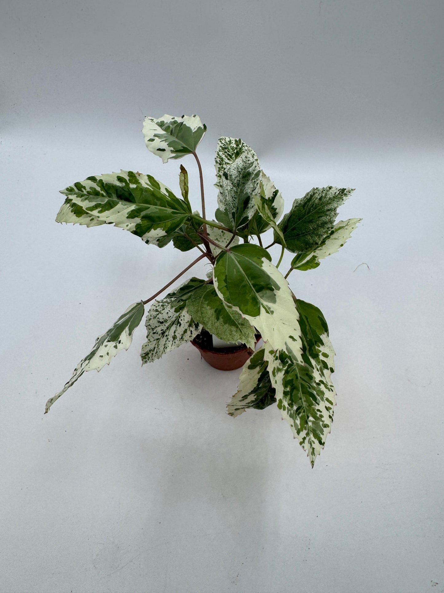 Hibiskus variegata