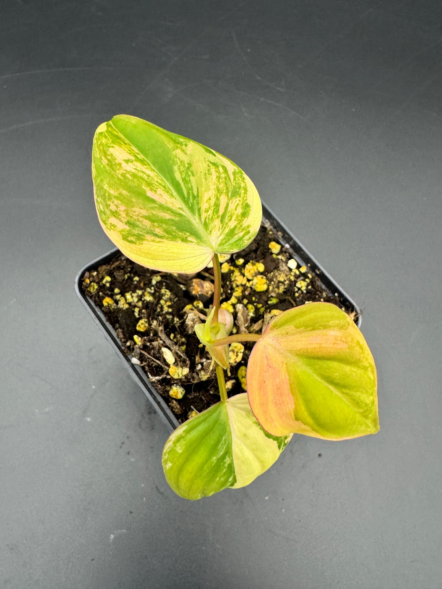 Philodendron micans variegata