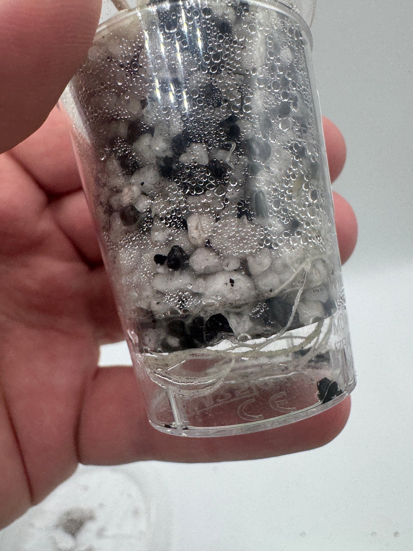 Alocasia Boyceana ‚Shattered Glass‘