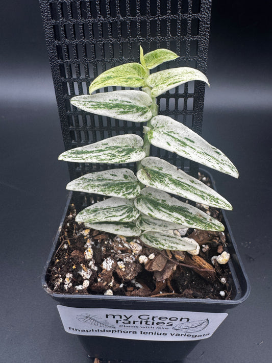Rhaphidophora Tenuis Silver white Marble variegata