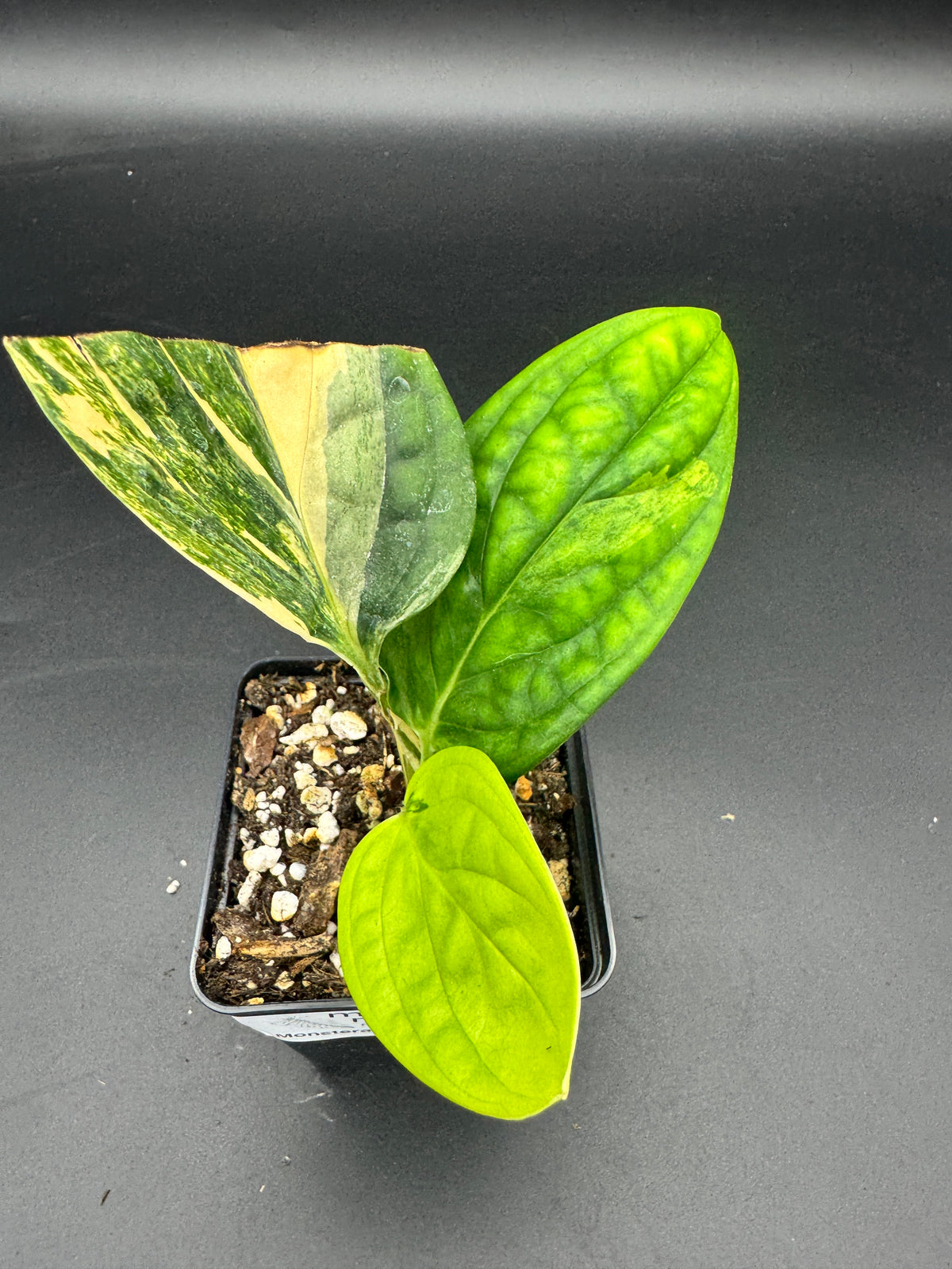 Monstera karstenanium Peru variegata