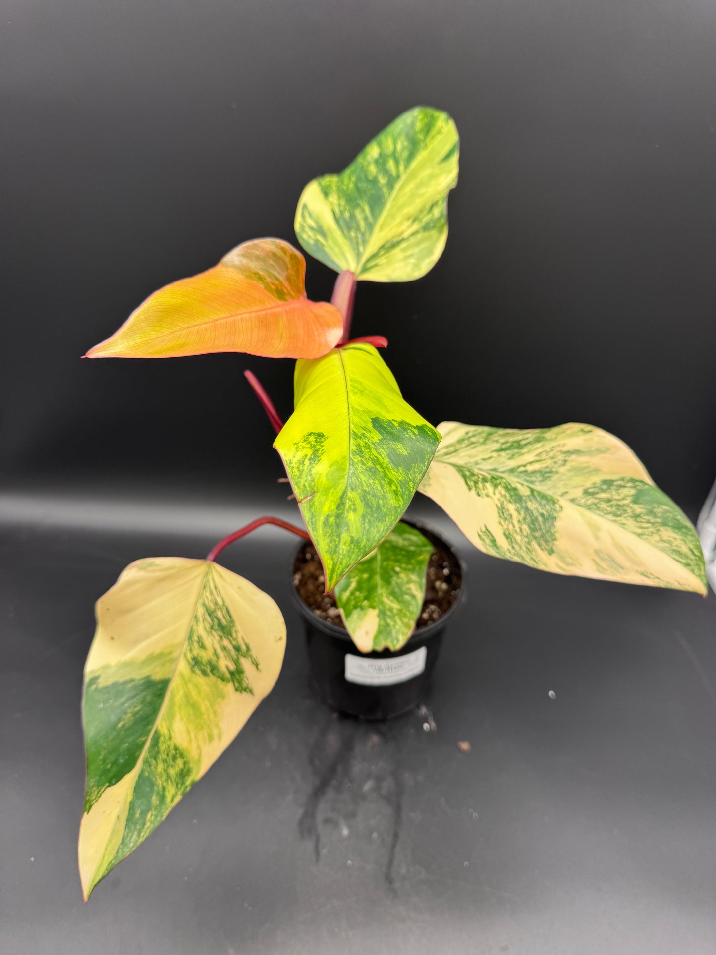 Philodendron strawberry Shake