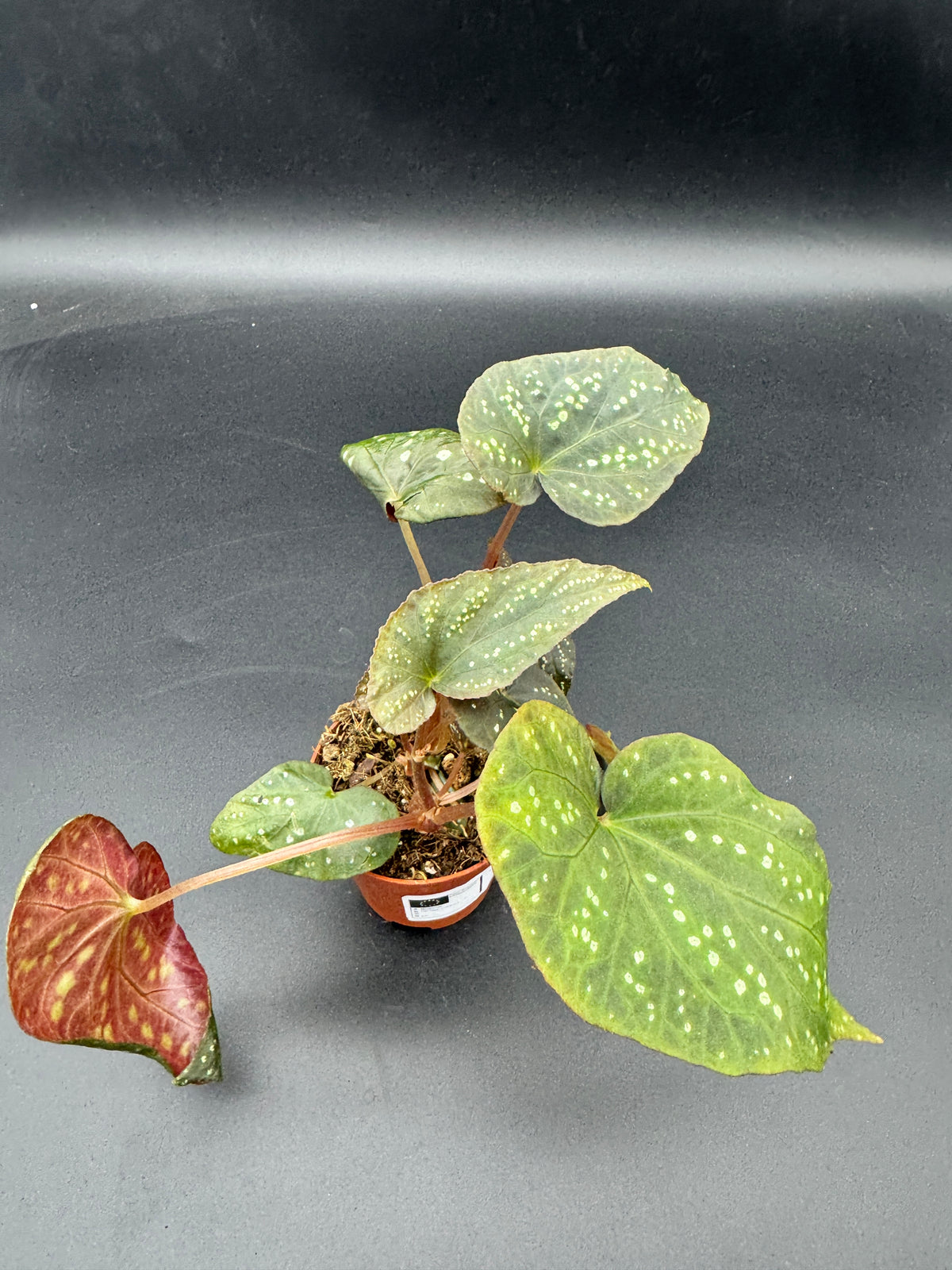 Begonia Pandora