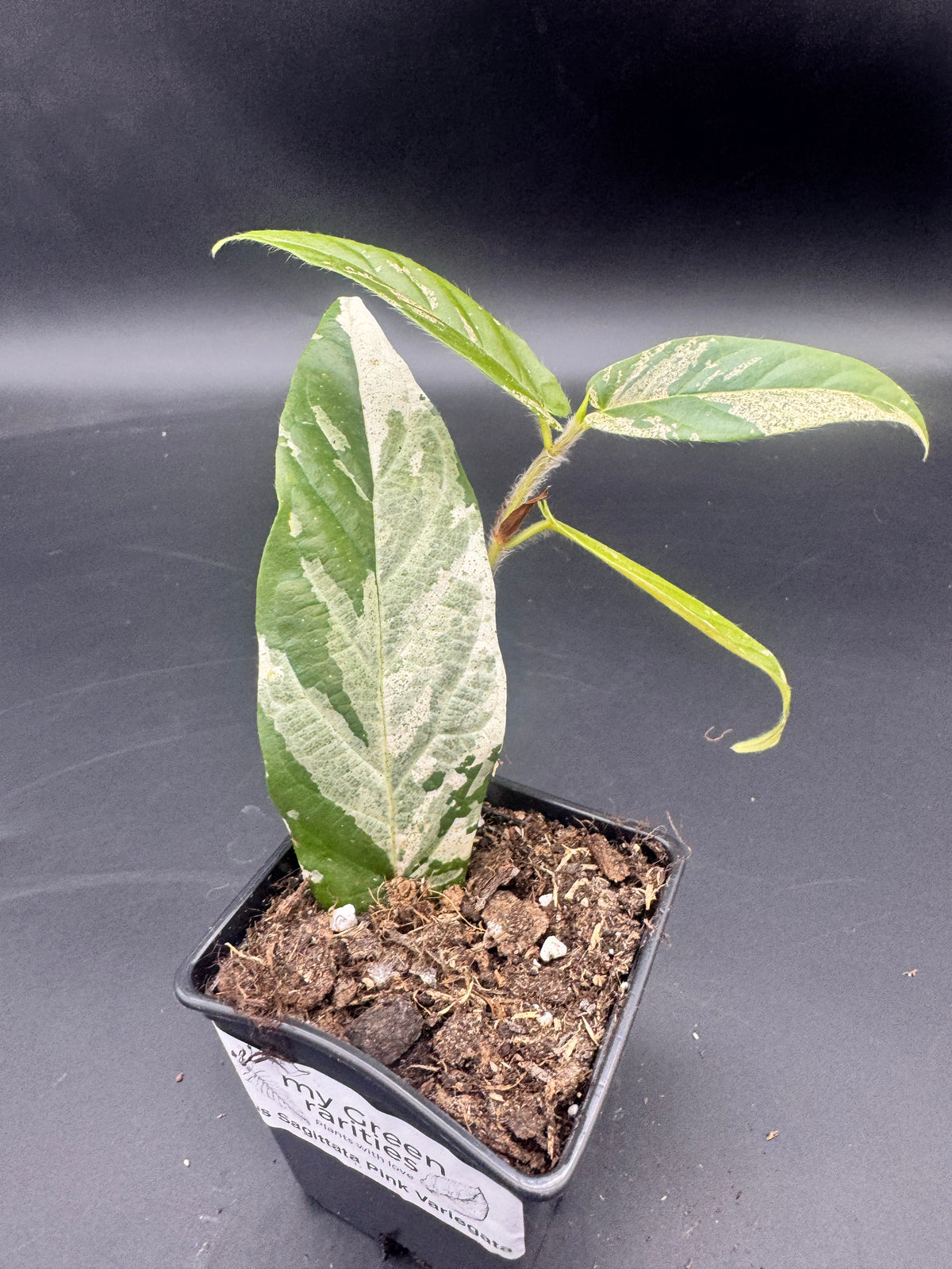 Ficus Sagittata Pink Variegata