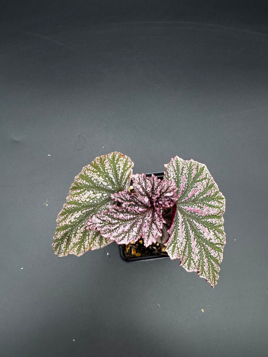 Begonia pink minx