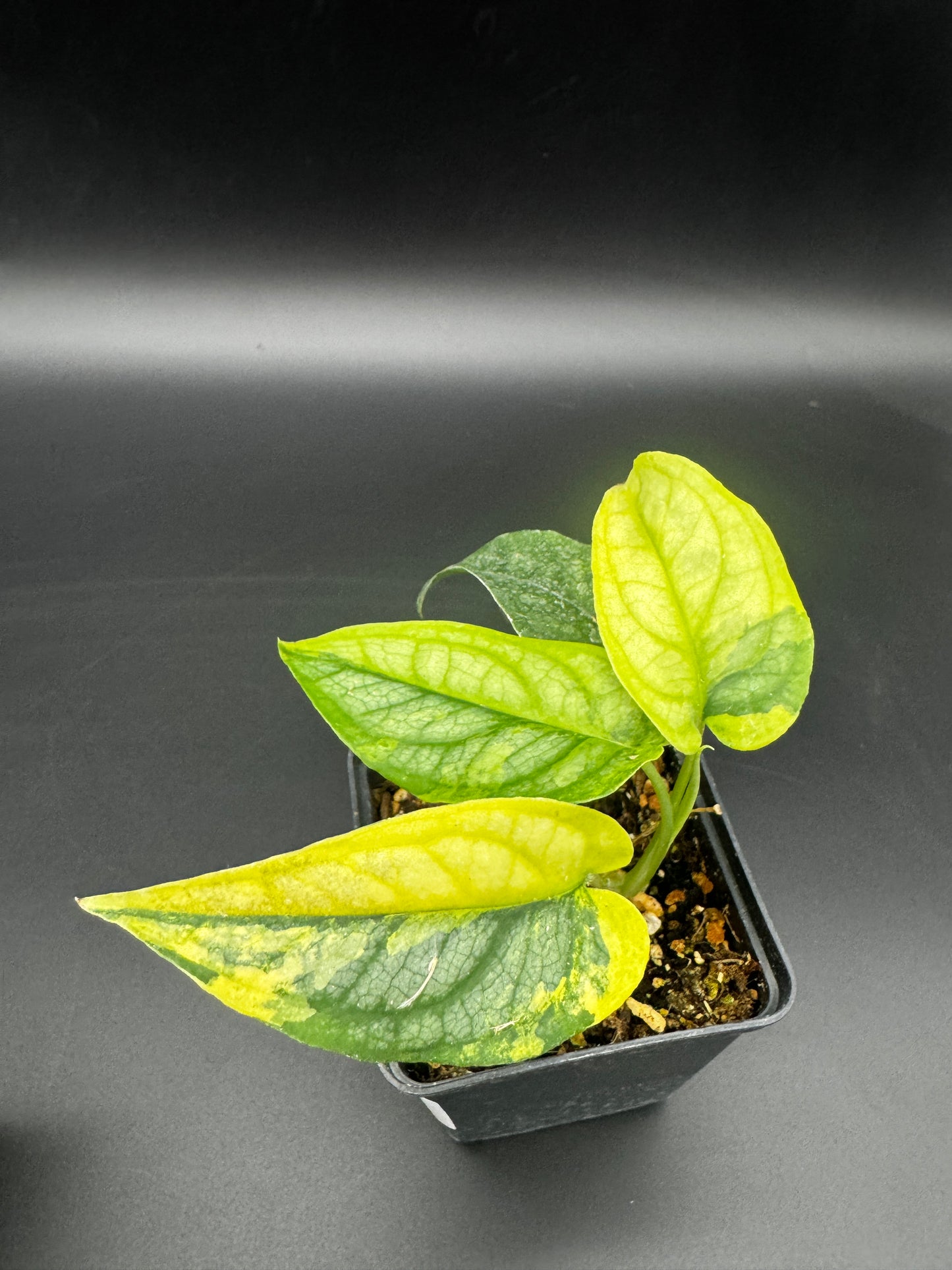 Monstera Siltepecana Aurea