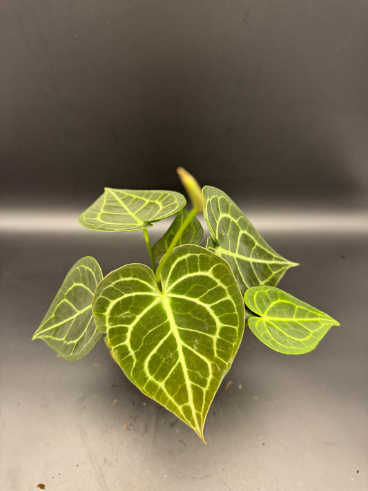 Anthurium clarinervium