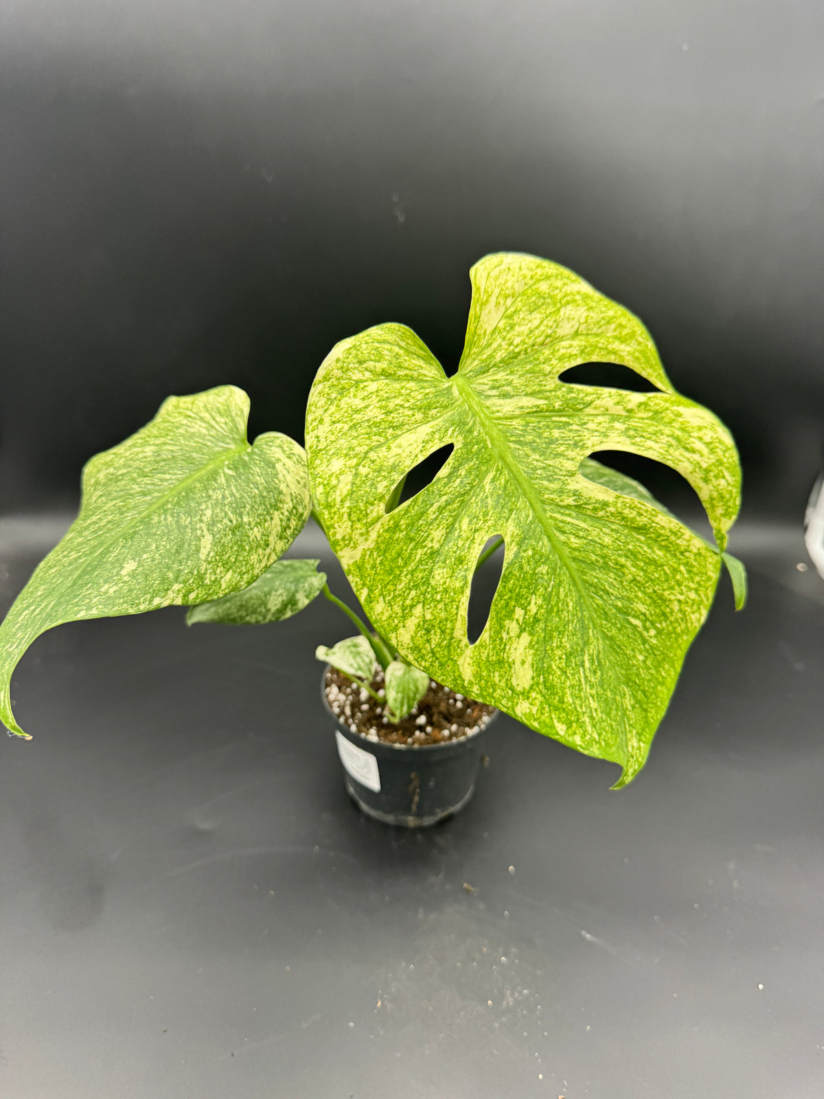 Monstera Mint variegata