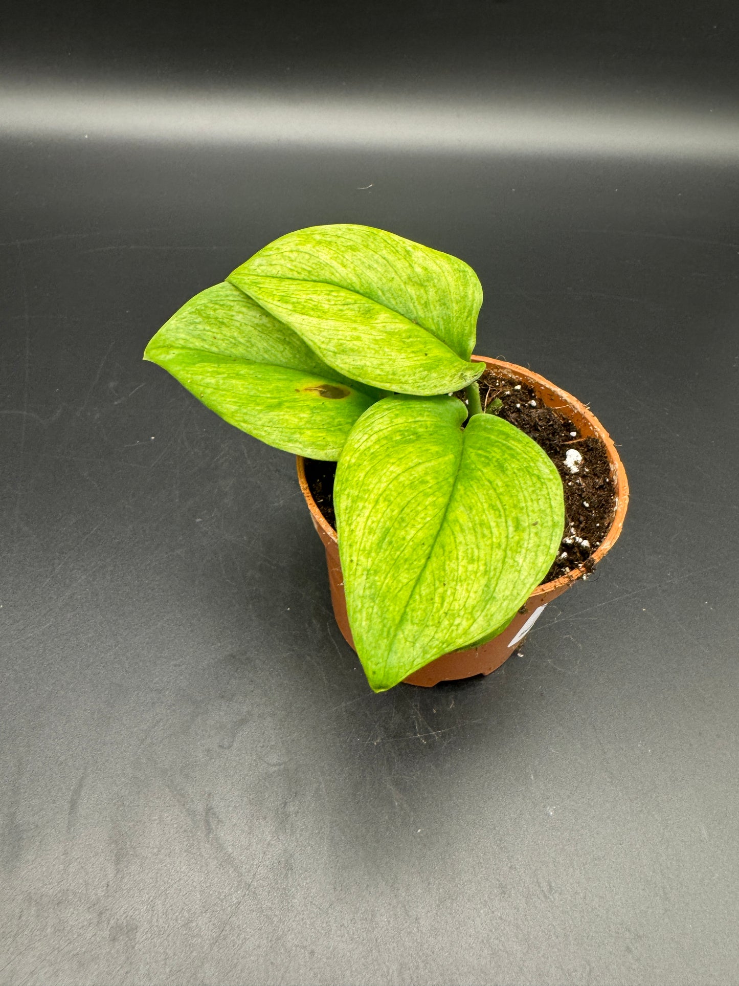 Scindapsus treubii ghost mint variegata