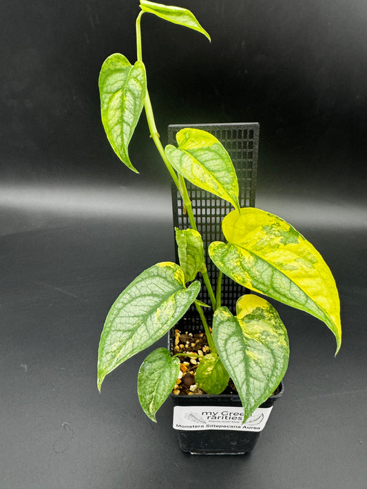 Monstera Siltepecana Aurea variegata