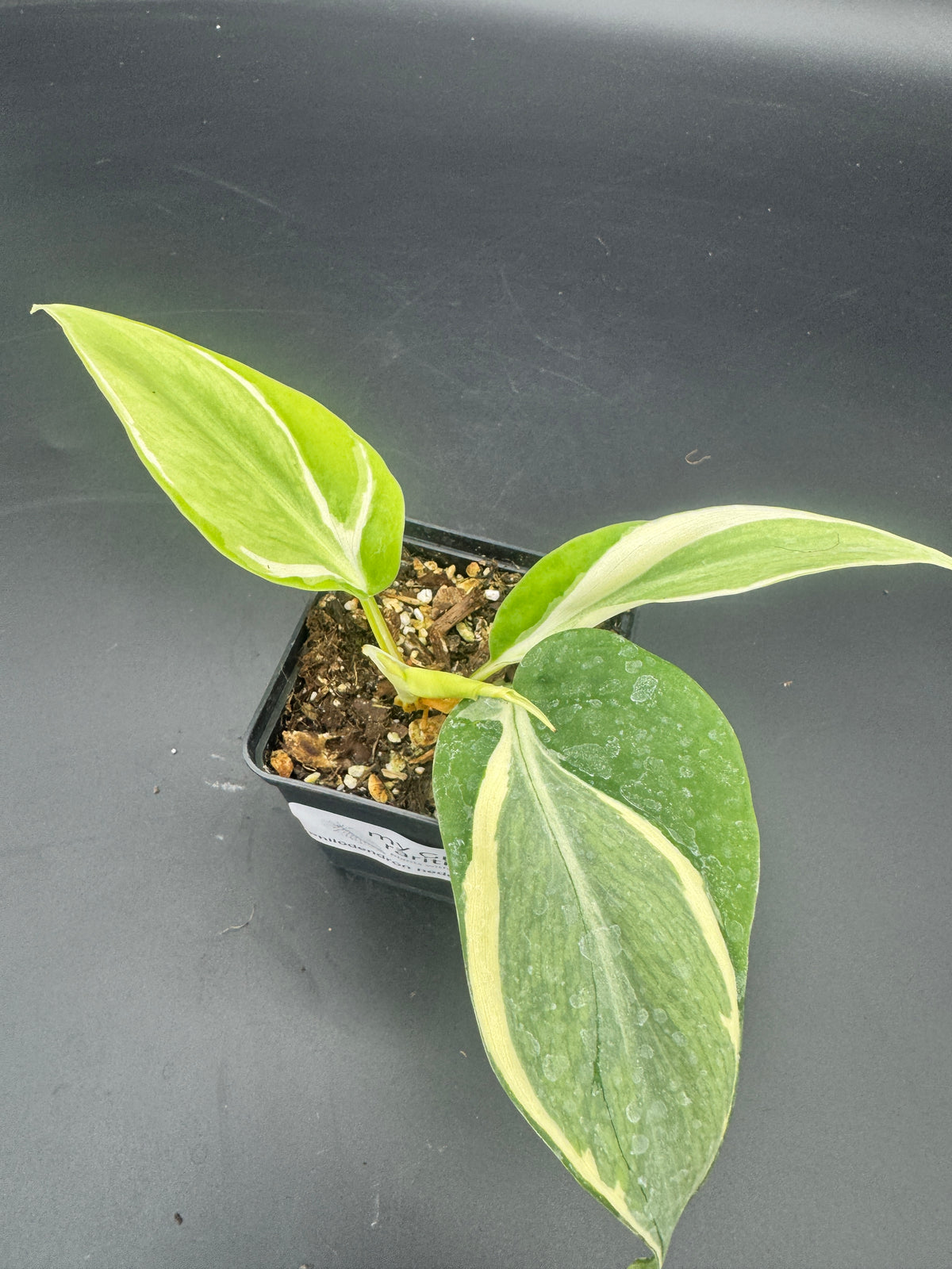 Philodendron hederaceum Rio