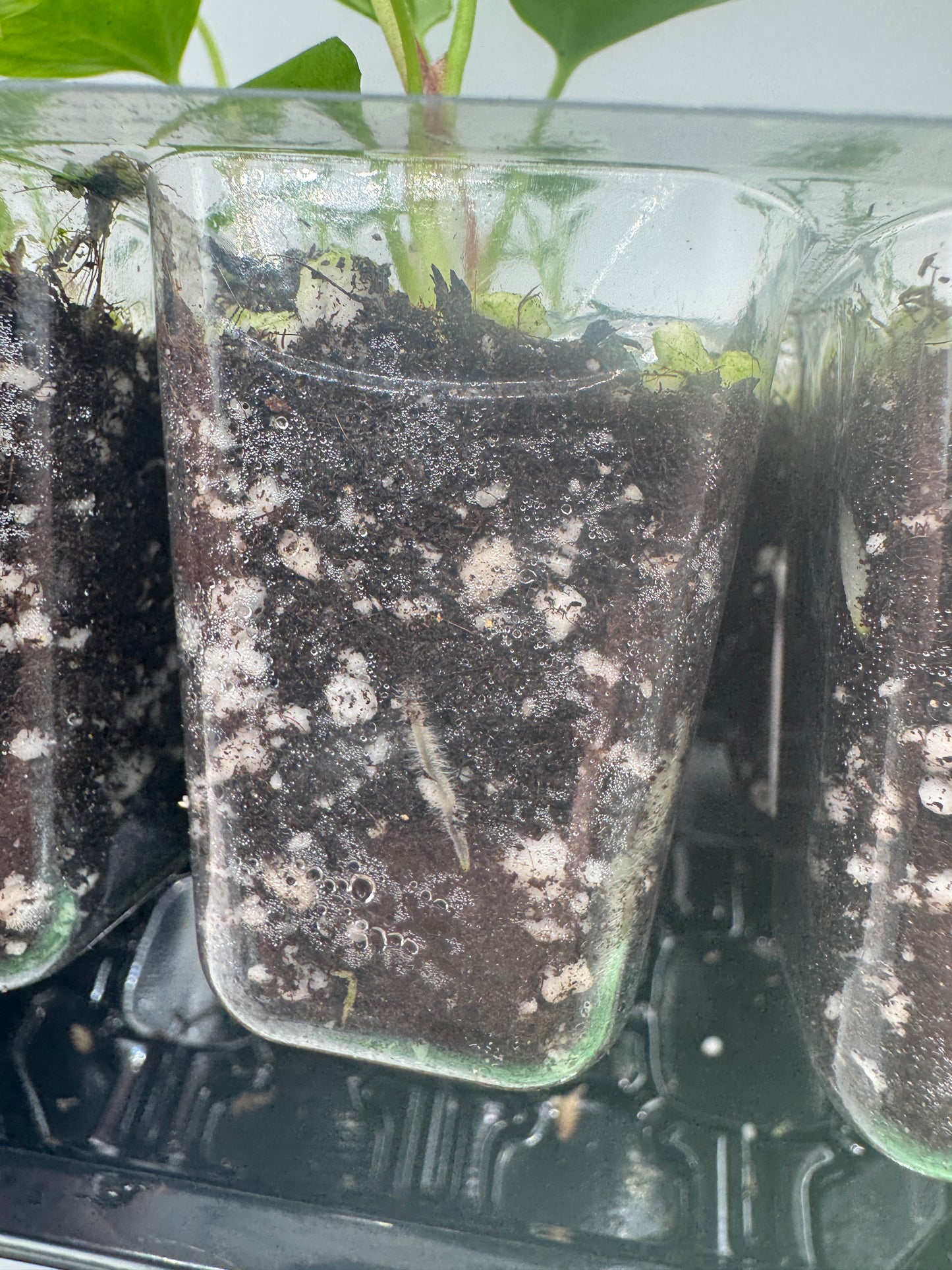 Anthurium Blue Papi X Goliath (1 Pflanze)