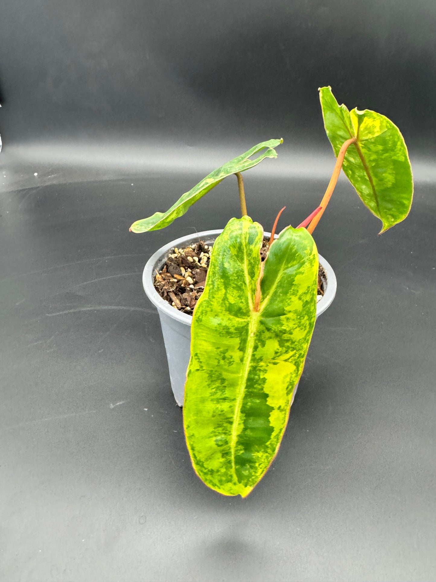 Philodendron Billietiae Variegata kein tc!!!