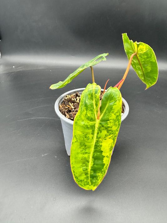Philodendron Billietiae Variegata kein tc!!!