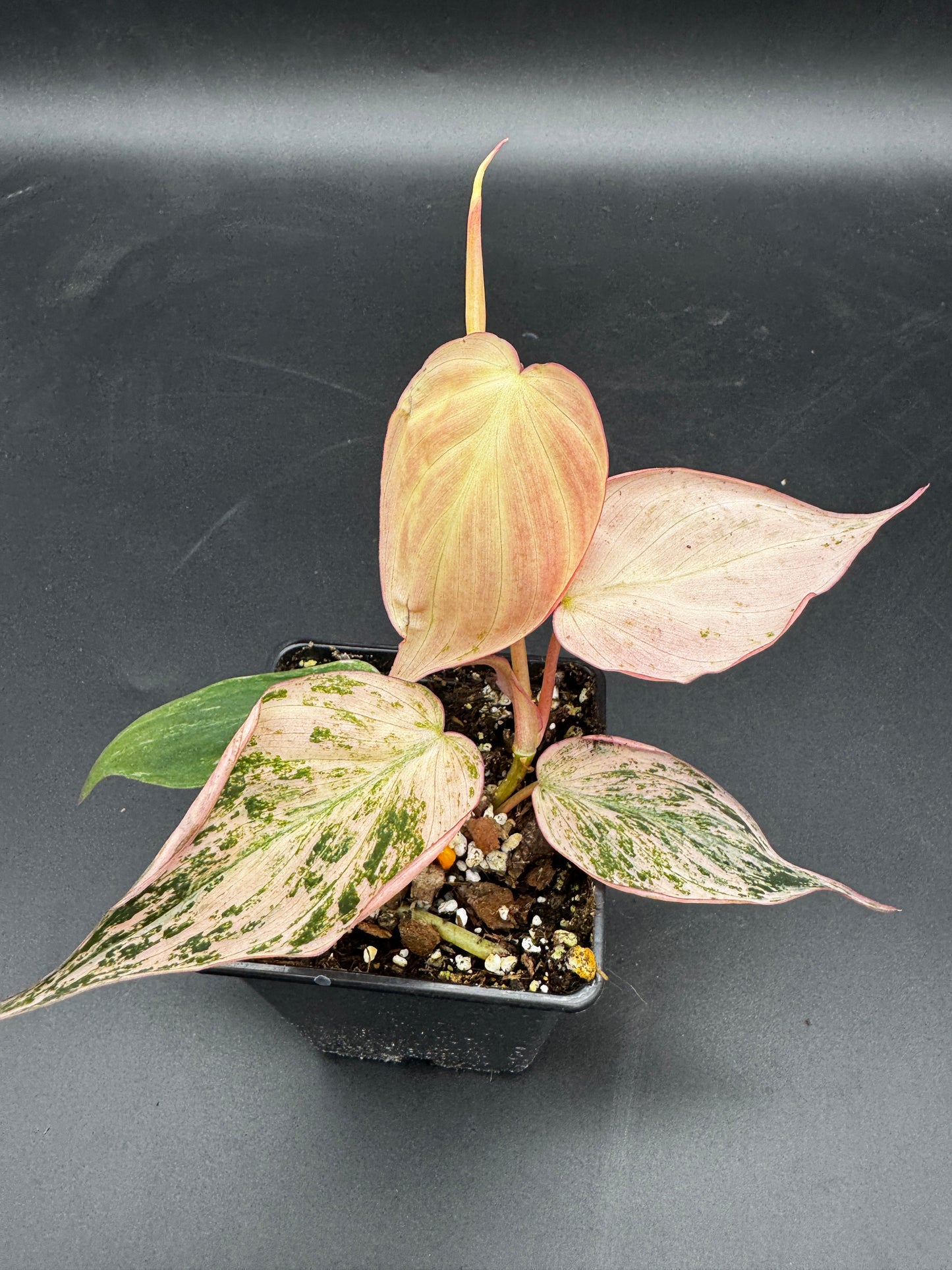 Philodendron micans pink marble variegata
