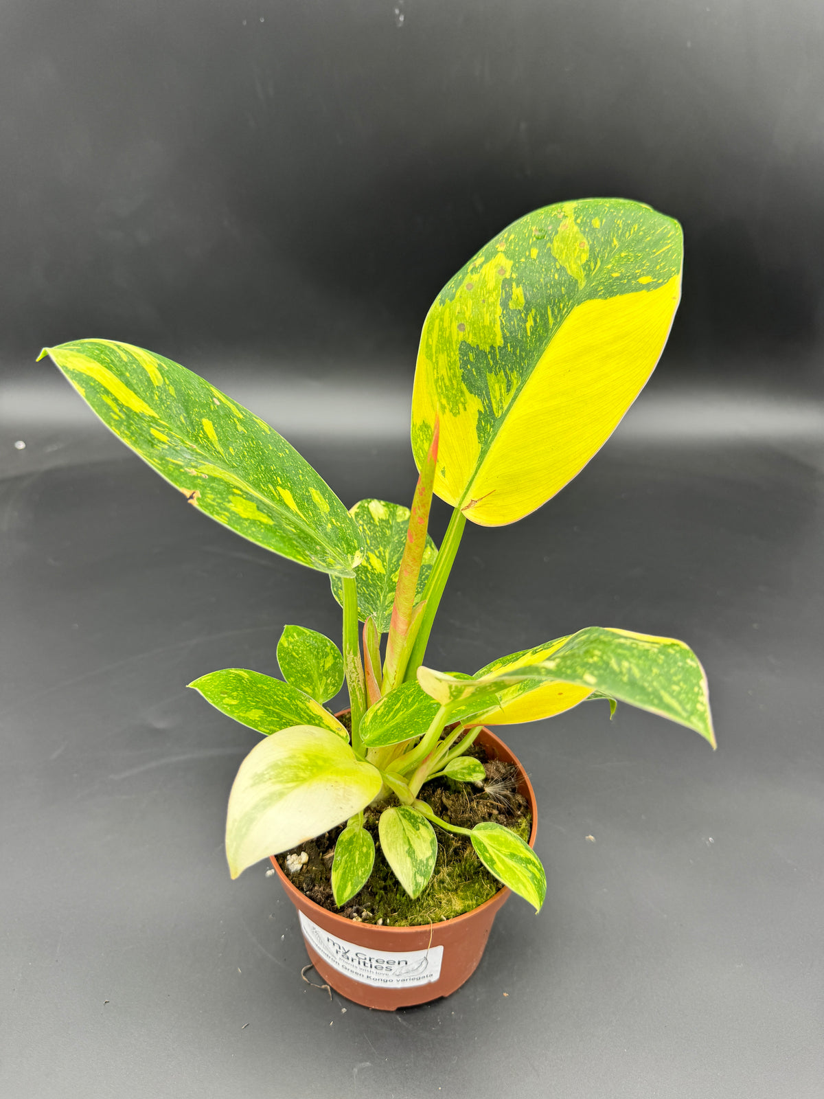 Philodendron Green Kongo variegata