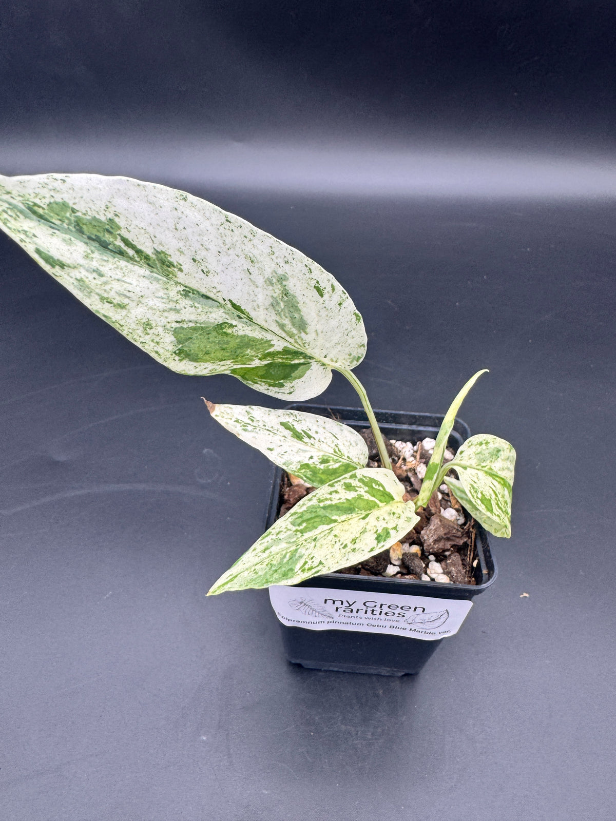 Epipremnum pinnatum Cebu Blue Marble variegata