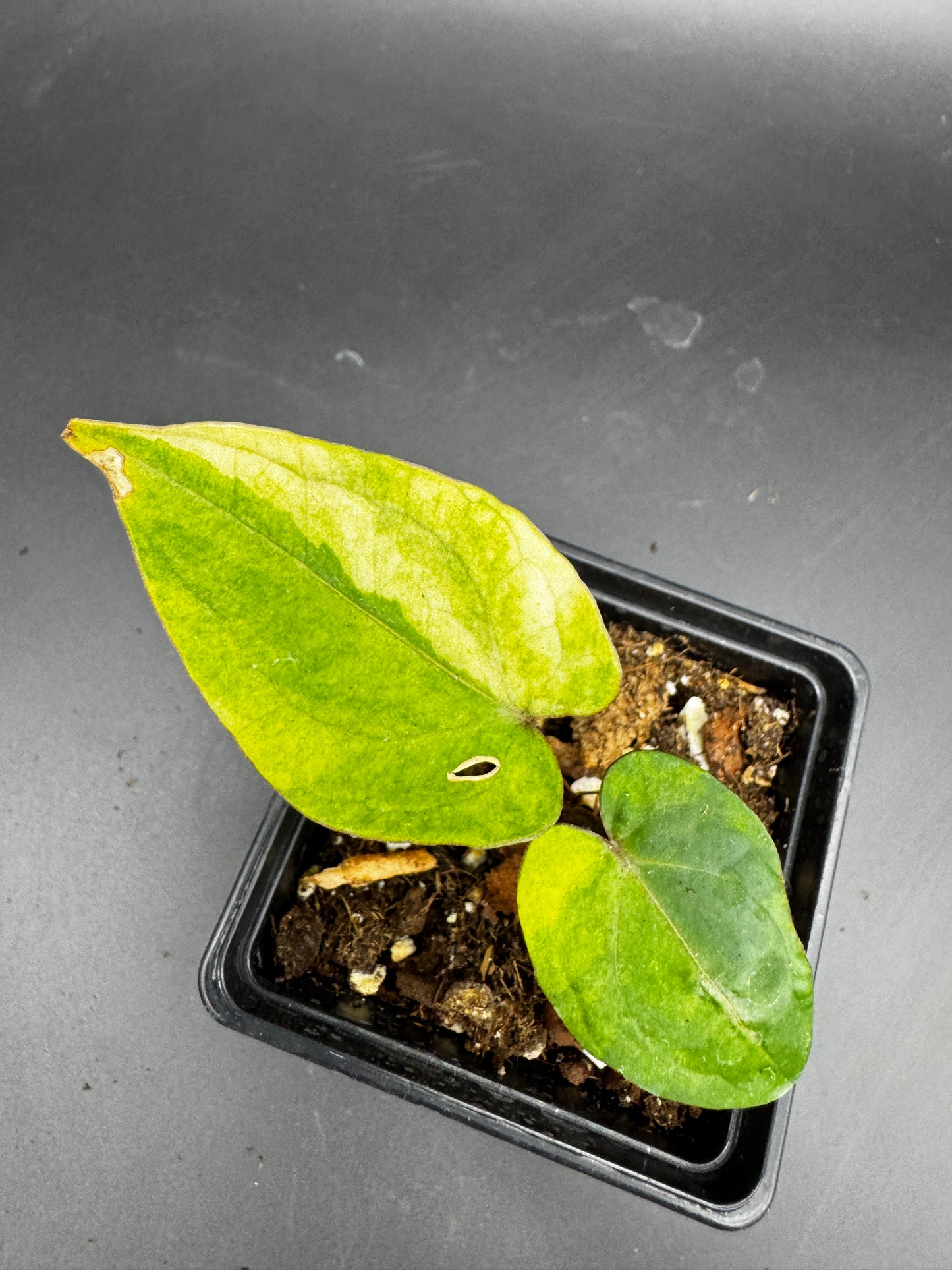 Anthurium RVDP (Red Vein Dark Phoenix) variegata