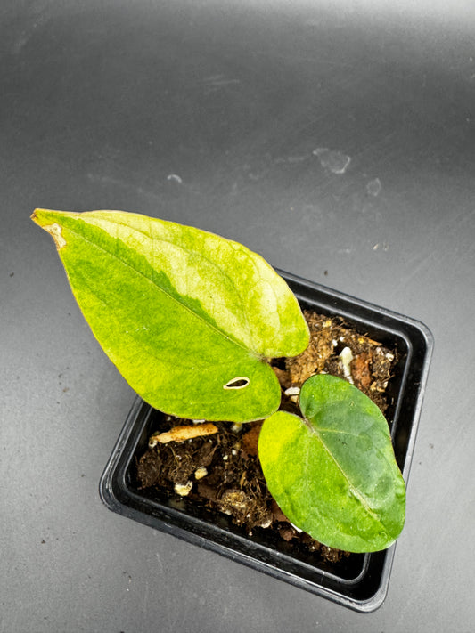 Anthurium RVDP (Red Vein Dark Phoenix) variegata