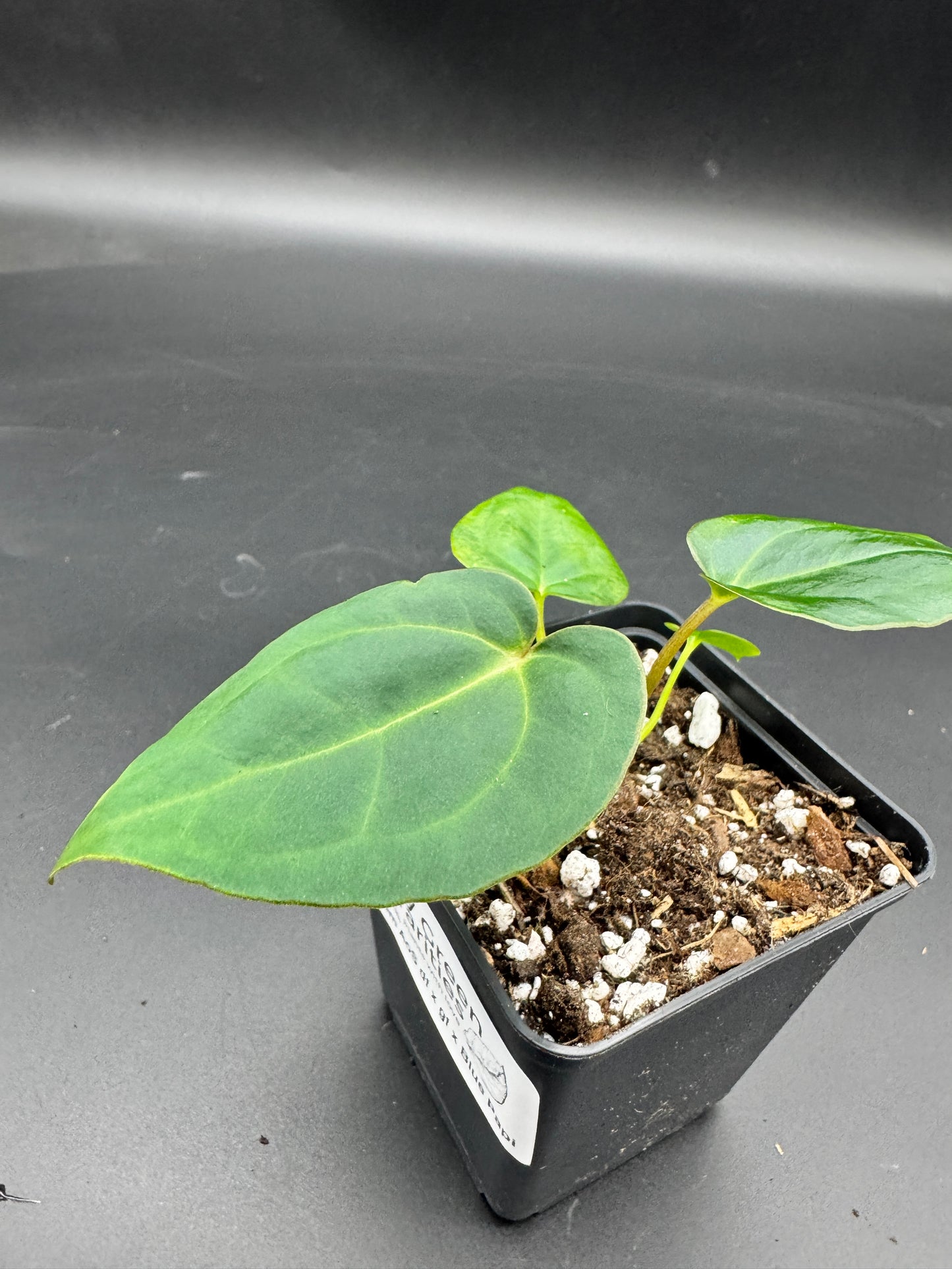 Anthurium Ace of spades df x gf x blue Papillilaminum