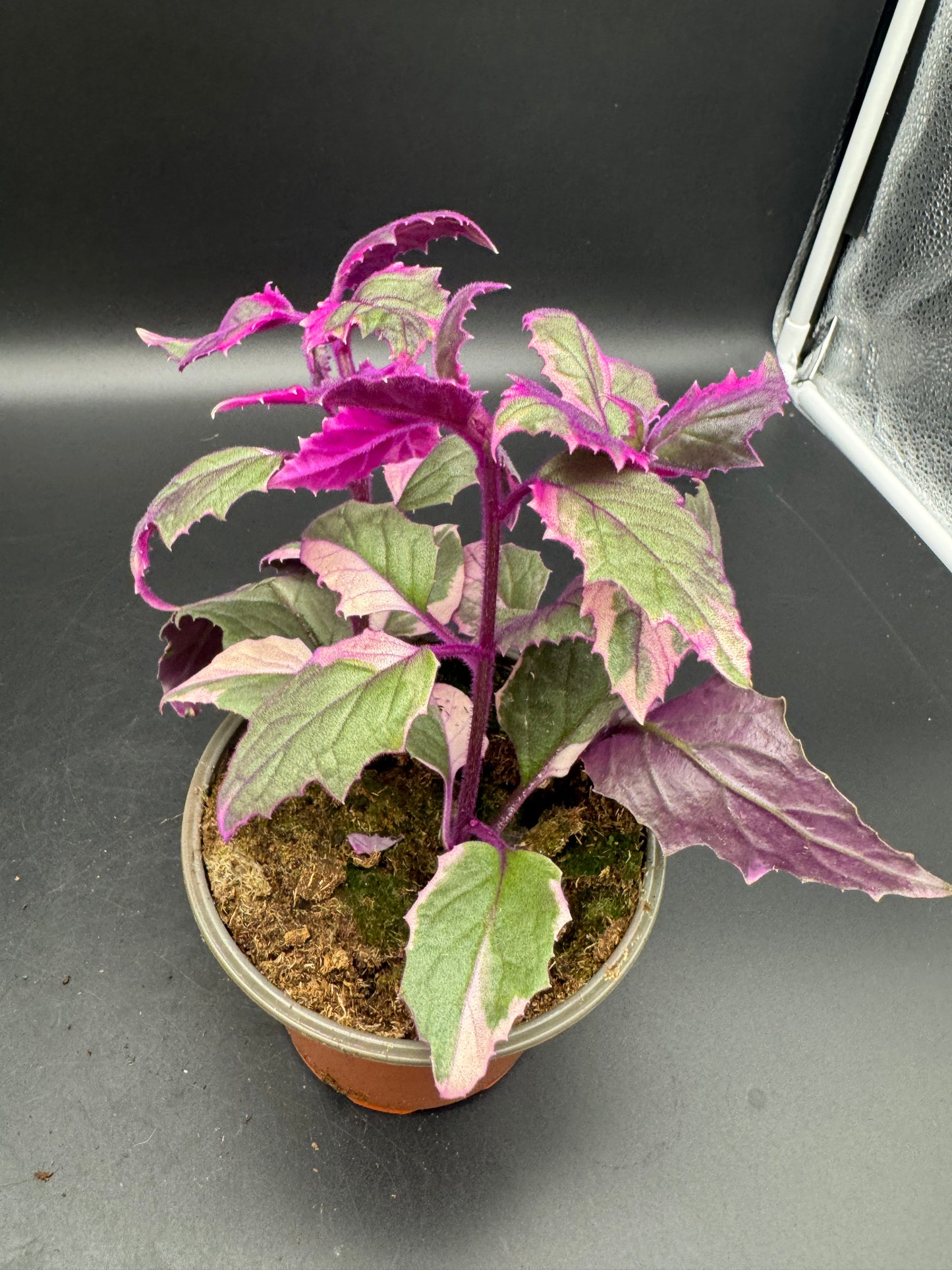 Gynura variegata