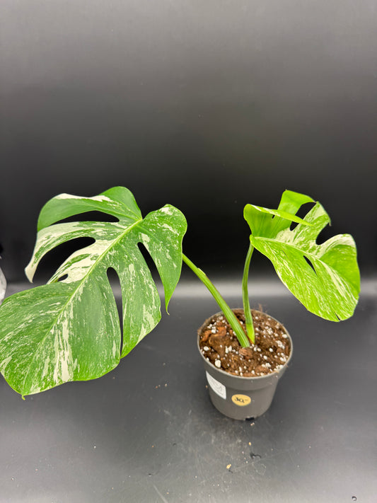 Monstera deliciosa variegata