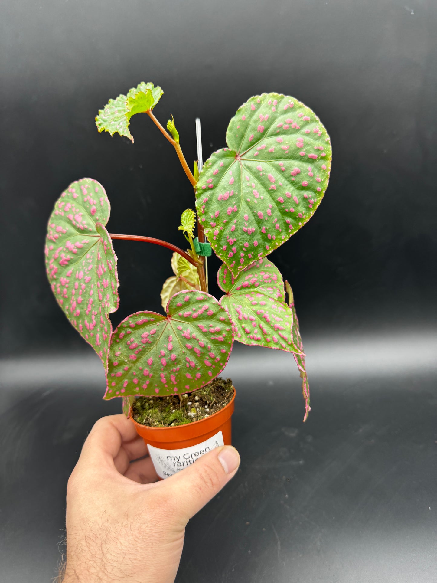 Begonia Muara Wahau